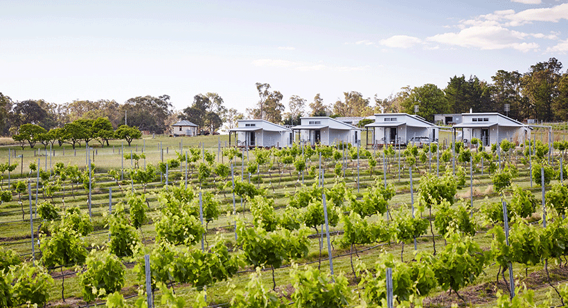 Ridgemill Estate Vineyard